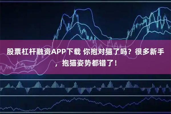 股票杠杆融资APP下载 你抱对猫了吗？很多新手，抱猫姿势都错了！